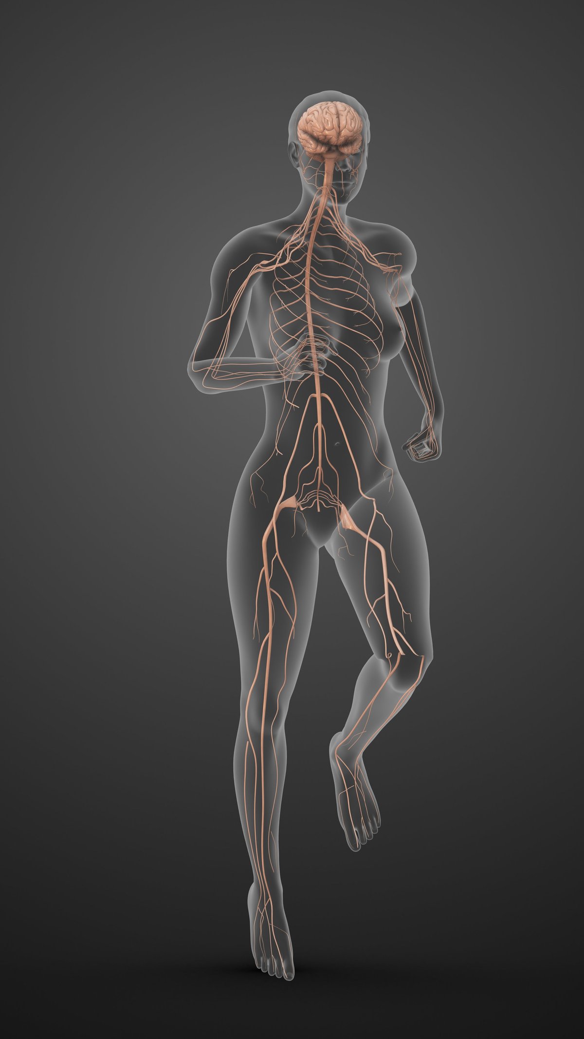 Female nervous system anatomy showing energy flow and body connection